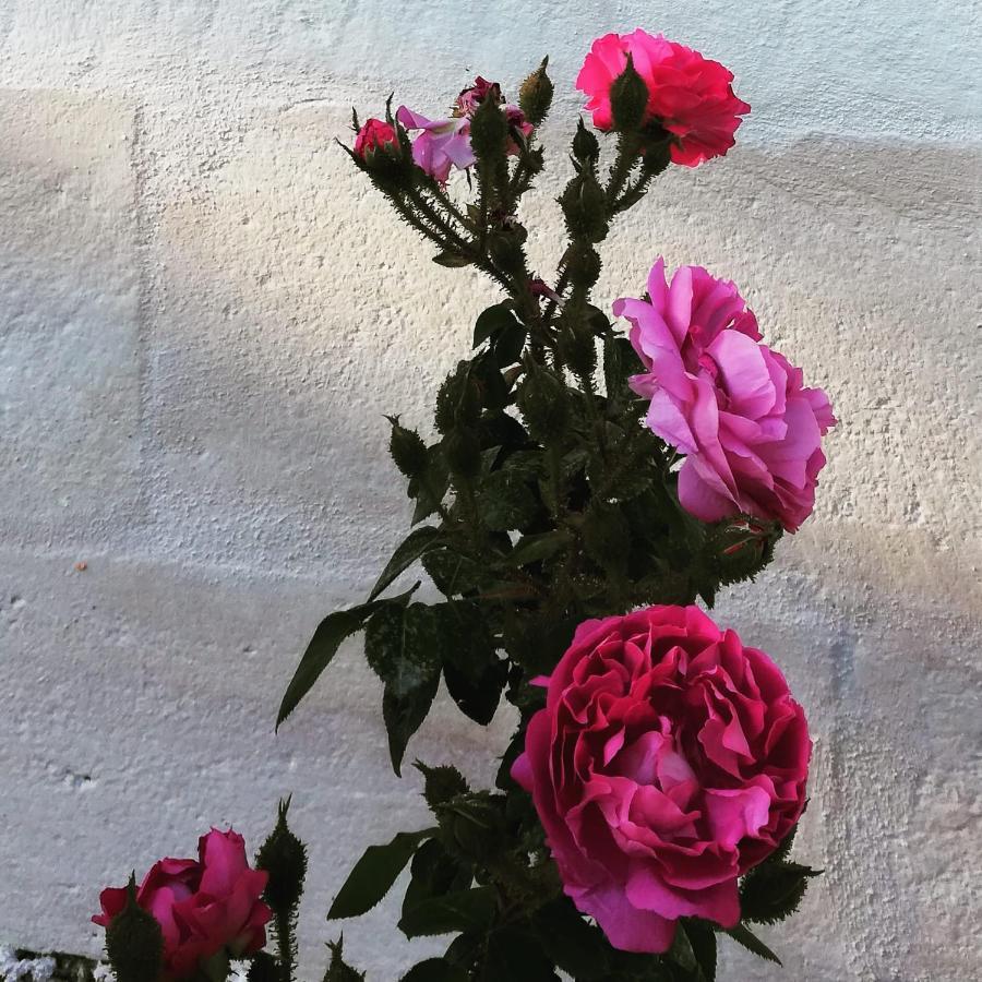 B&B Giovannarolla Green House Ostuni Ngoại thất bức ảnh